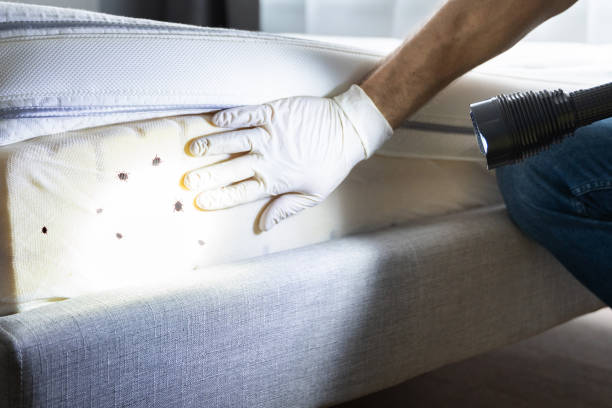 Best Ant Control Services  in India Hook, SC