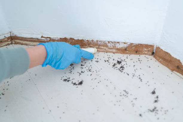 Best Bed Bug Extermination  in India Hook, SC